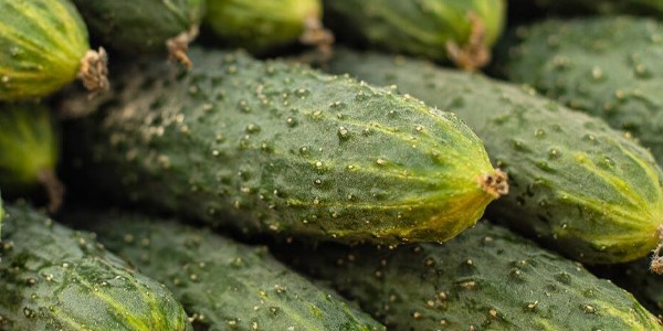 تصویر 5 از قیمت خرید خیار سبز خاردار + فروش ویژه